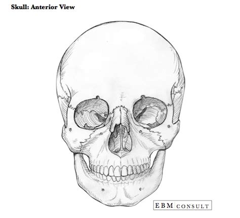 Anatomy Skull Anterior Bone View