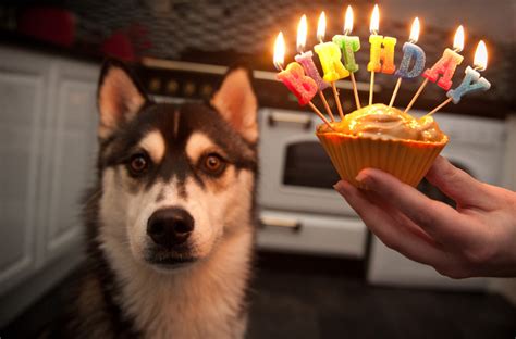 Birthday gif, gif, happy birthday gif, images. Funny Birthday dog picture- Happy Birthday pictures, images, pics.