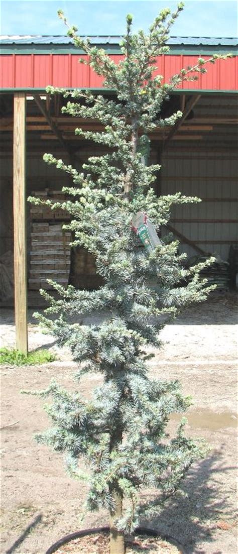 11 Best Images About Blue Atlas Cedar On Pinterest Trees And Shrubs