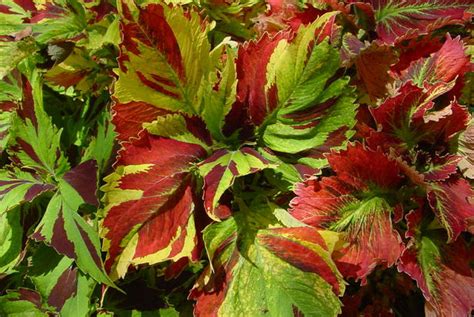 So, they get about 4 hours of total direct sun and the rest of the day it is filtered sun or full shade. Spring Every Day: 17 Hard to Kill Plants
