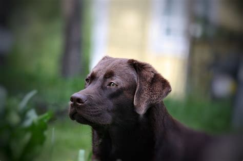 Free Images Puppy Summer Vertebrate Labrador Retriever Animal