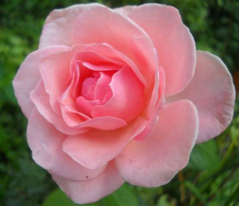 Hoontoidly Single Hot Pink Rose Images
