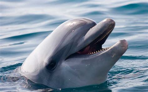 Indo Pacific Bottlenose Dolphin Tursiops Aduncus Dolphin Facts And