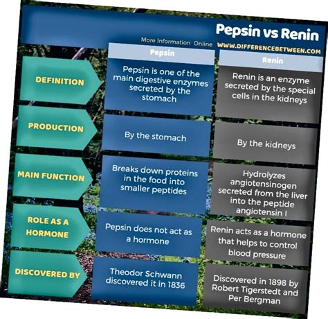 Adil ialah meletakkan sesuatu di tempatnya yang betul. Perbezaan Antara Pepsin dan Renin