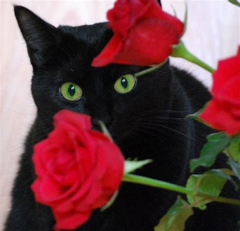 32 Cat Rambut Feves Rose Red Ide Terpopuler