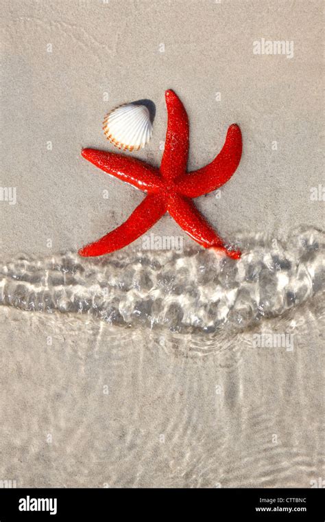 Starfish On The Beach Stock Photo Alamy