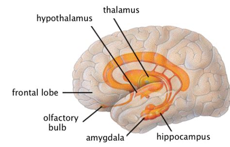 The Human Limbic System The Brains Emotional Core Hubpages