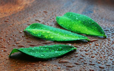 Water Dew On Three Green Leaf Plants Hd Wallpaper Wallpaper Flare