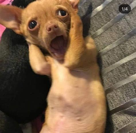 Ugly Chihuahua Meme