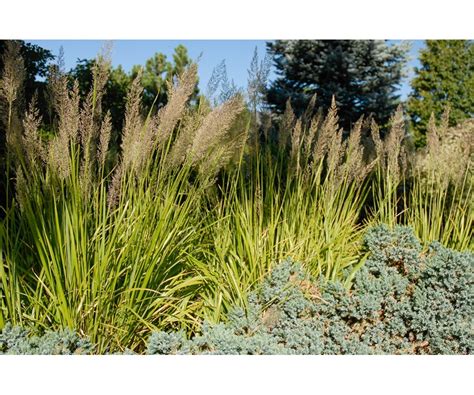 Colorado Springs Utilities Xeriscaping Korean Feather Reed Grass