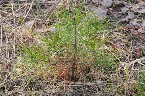 Tiny Young Pine Among The Withered Grass In Forest Stock Photo Image