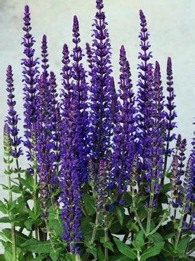 Maybe you would like to learn more about one of these? Salvia Merleau Blue -- Bluestone Perennials | Flowers ...