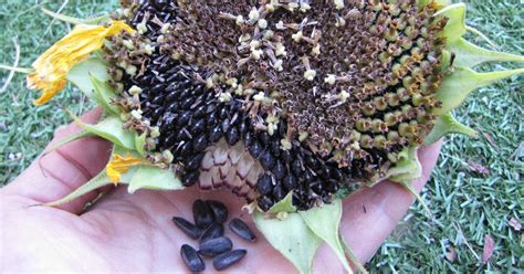How To Harvest Your Own Seed Tips For Collecting Flower Seed