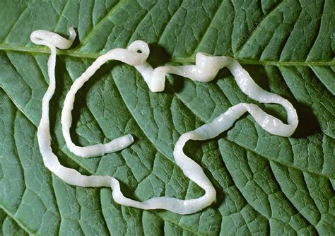 Tapeworm Stock Image C0039755 Science Photo Library