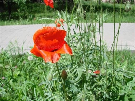 Fleurs De Pavot Rouge Avec Une Abeille Et Des Champs De Bl Sur Le Fond