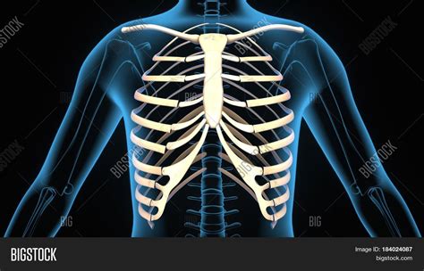 This area is known as the left upper quadrant (luq), and any pain you feel here could be a sign that something is affecting 1 or more of those organs. 3d Illustration Human Body Ribs Image & Photo | Bigstock