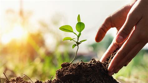 How to plant a tree. Ethiopia Breaks Record By Planting 350 Million Trees in 12 Hours | Mental Floss