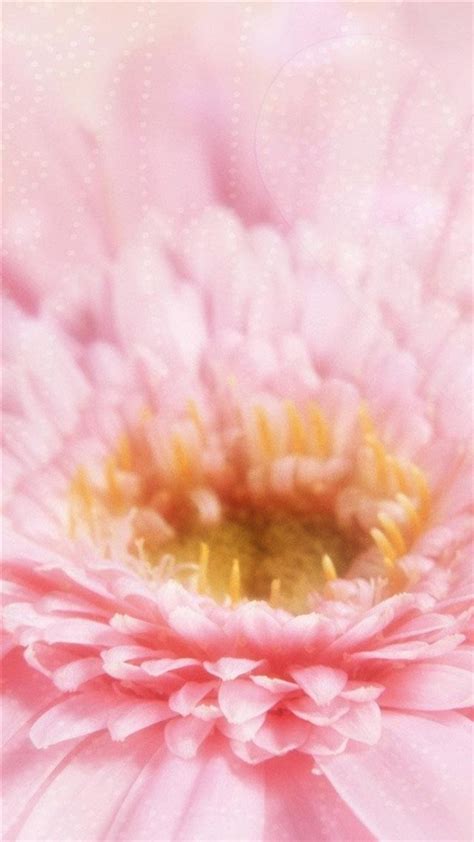 Dreamy Pink Blossom Flower Macro Iphone 8 Wallpapers Free Download