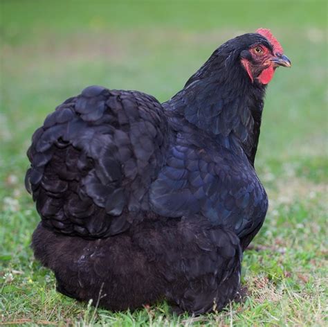 Black Cochin Bantam Chickens For Sale Cackle Hatchery®