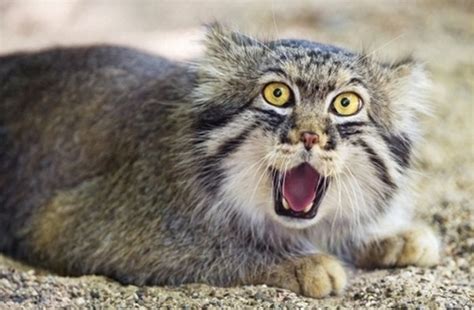 Pallas Cat Makes Funny Faces As He Yawns 5 Pics
