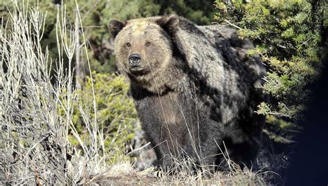 Hunting In Grizzly Bear Country Poses Questions The Columbian