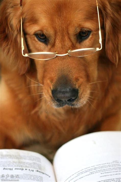 1000 Images About Dogs Wearing Glasses On Pinterest Sausage Dogs