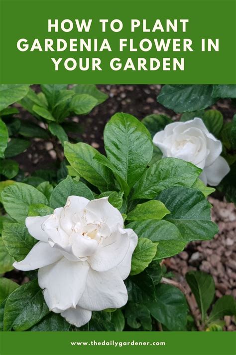 How To Plant Gardenia Flower In Your Garden Tricks To Care
