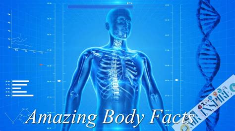 16 Jaw Dropping Facts You Didnt Know About The Body Amazing Facts You
