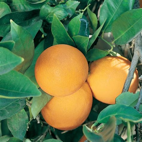 Dwarf Valencia Orange