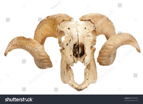 Animal Skull Big Horn Isolated Isolated Stock Photo 75585832 Shutterstock