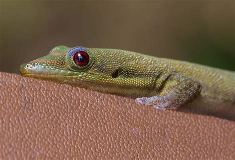 Maui Green Lizard Photograph By Janet Ballard Fine Art America