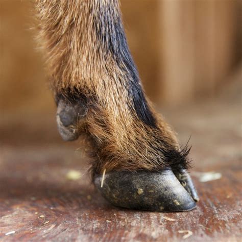 How To Trim A Goats Hooves The Modern Day Settler