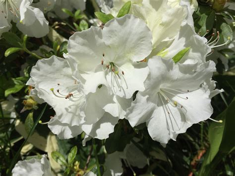 Image Result For White Azalea White Flowers White Azalea Azaleas