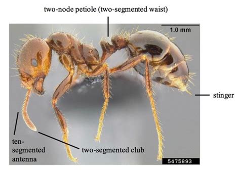 Educators Guide To Managing Red Imported Fire Ants Solenopsis Invicta