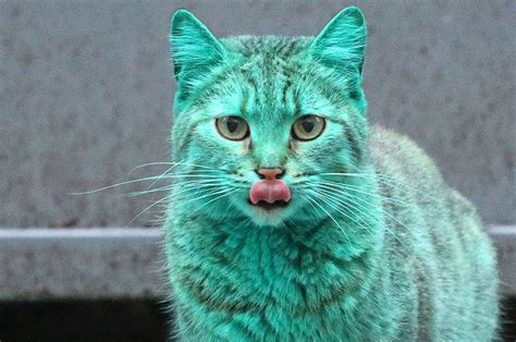 This Cat Accidentally Turned Himself Turquoise And Its Actually Really