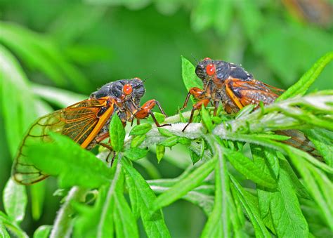 Then from there the sale can be done as quickly as possible Cicada Love Photograph by Karl Barth