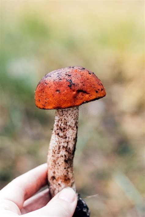 Leccinum Aurantiacum Mushroom Boletus Male Mushroom Picker Hands Hold