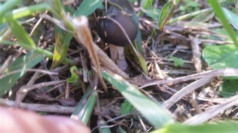 Magic Mushroom Hunting In North Georgia — Steemit Mushroom Hunting