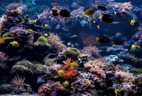 Laeacco Underwater World Blue Sea Tropical Fish Turtle Coral Aquarium
