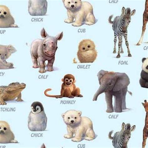 Animals And Their Baby Names With Pictures