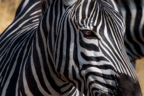 It provides kernel routing table updates, interface lookups, and redistribution of routes between different routing protocols. Zebra, Ngorongoro Crater - Mark Fisher Photography
