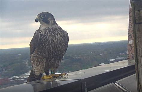 Watch Live: Male peregrine falcon finds female companion