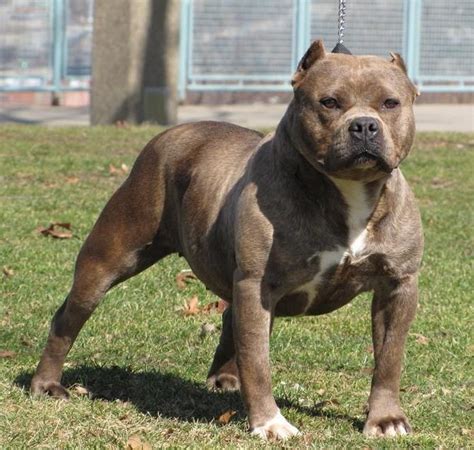 French pitbulls are adorable beings. Pitbull English Bulldog Mix | dogs | Pinterest | English ...