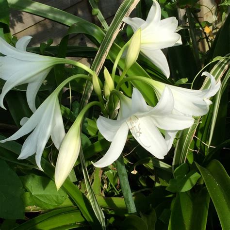 Crinum X Powellii Album White Swamp Lily In Gardentags Plant