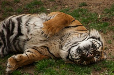 Playful Tiger Tiger Wants His Tummy Rubbed Patty Flickr