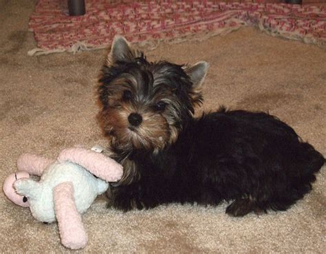 They are known as yorkie. Help Offer a home for Teacup Yorkie Puppies FOR SALE ...