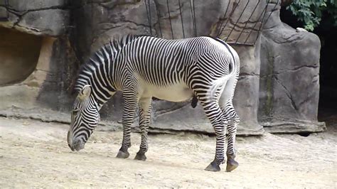 Zoo Zebra Youtube