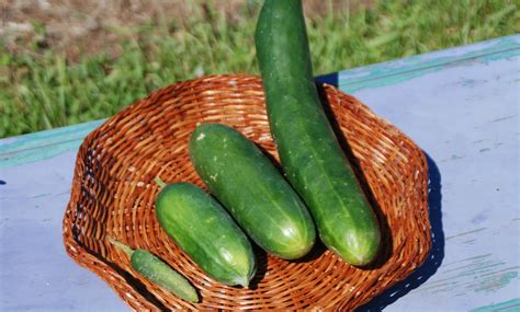 timing is everything when harvesting cucumbers for slicing and pickling cedar city news