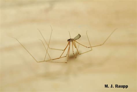 Me And My Shadow Cellar Spider Pholcus Phalangioides — Bug Of The Week