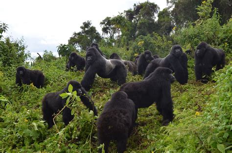 Rare Conservation Win As Mountain Gorilla Population Slowly Grows The